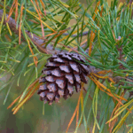 William B. Umstead State Park—Reedy Creek Access