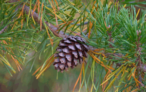 William B. Umstead State Park—Reedy Creek Access