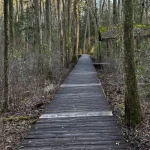 Weymouth Woods-Sandhills Nature Preserve