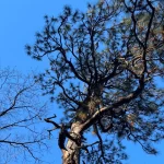 Weymouth Woods-Sandhills Nature Preserve—Boyd Tract