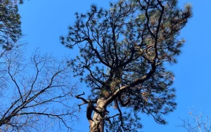 Weymouth Woods-Sandhills Nature Preserve—Boyd Tract