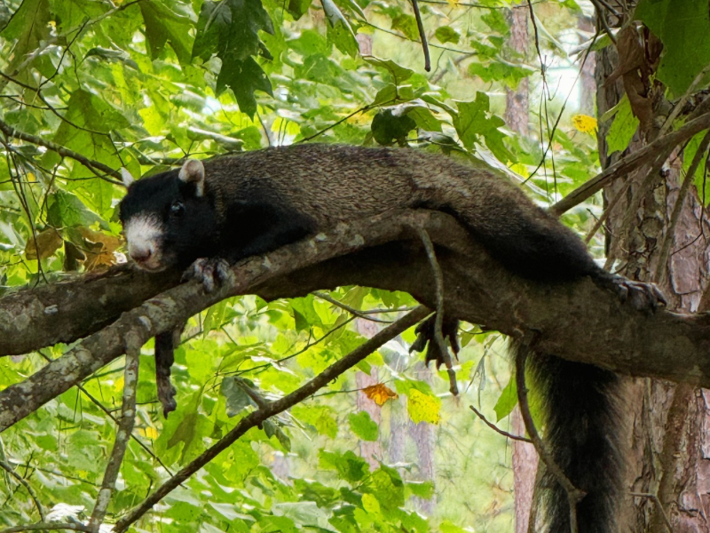 Fox squirrel 