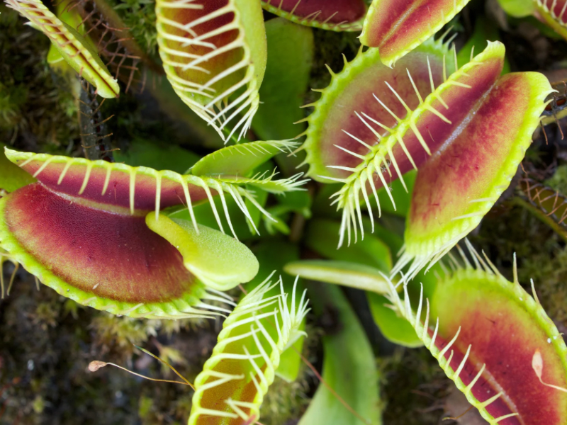 Venus Flytrap