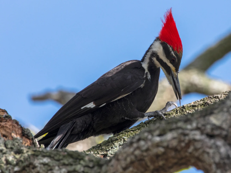 Pileated Woodpecker