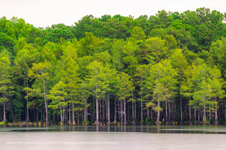 Carvers Creek SP 2 768x512