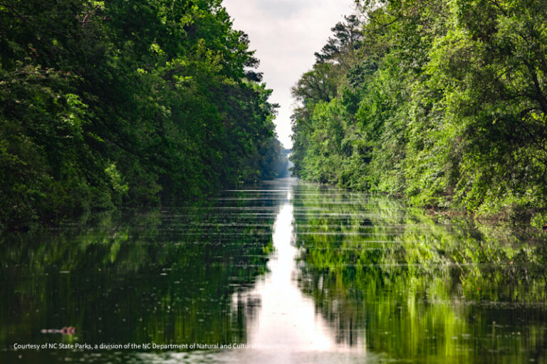 Dismal Swamp SP 2 768x512