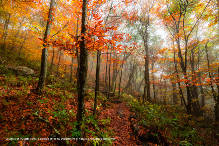 Elk Knob SP 2 768x512