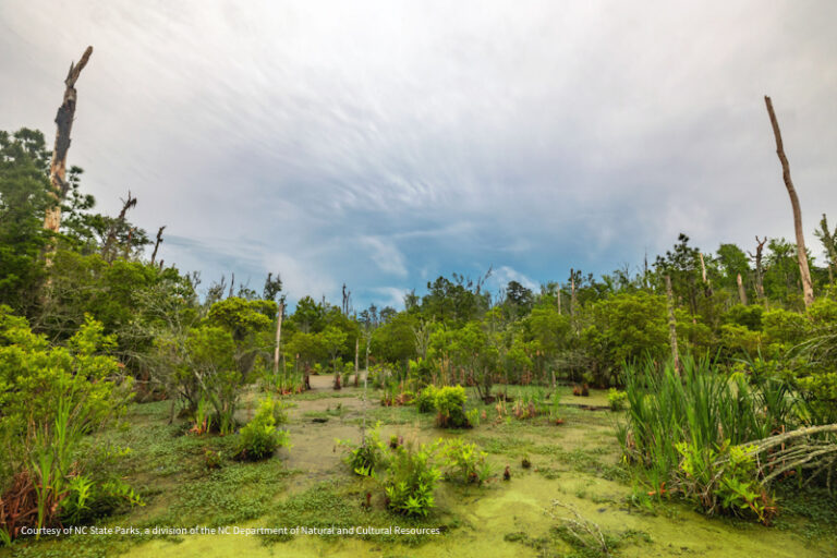 Goose Creek SP 2 768x512
