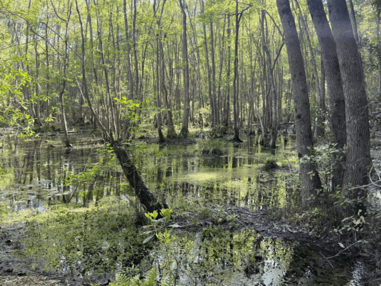 Reservoir Park 1 768x576