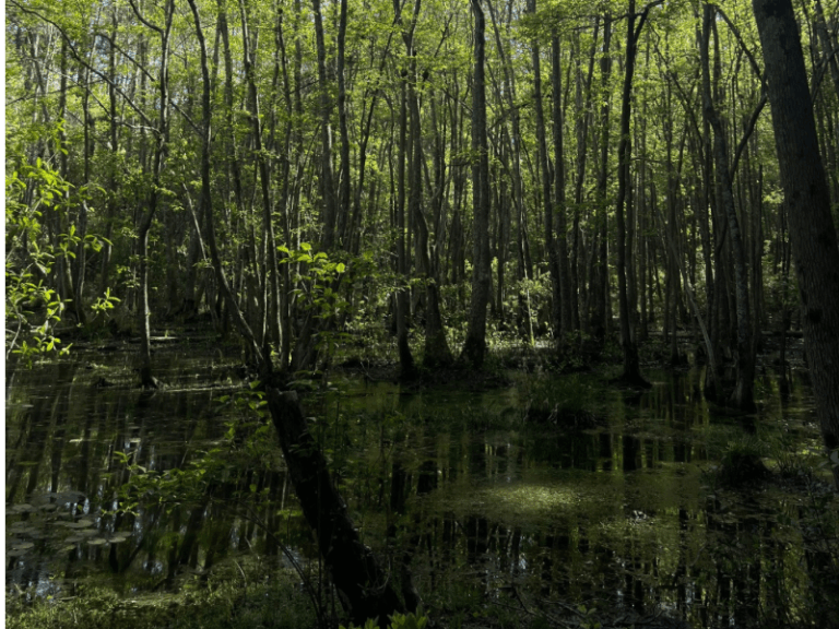 Reservoir Park 2 768x576