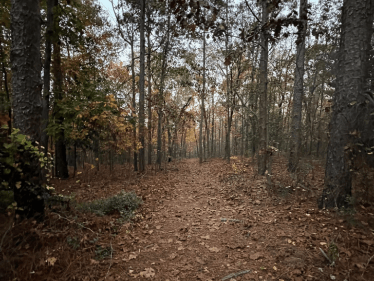 Weymouth Woods Boyd 768x576